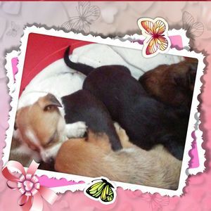 Meet your Posher, Eva